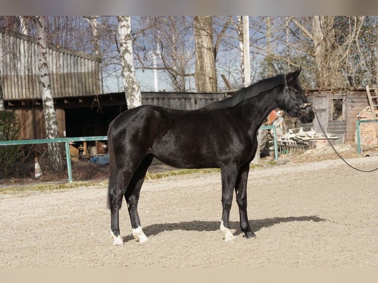 Oldenburg Gelding 3 years 16,1 hh Black in Ebenfurth