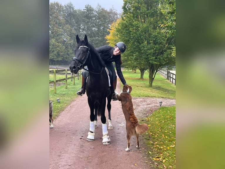 Oldenburg Gelding 3 years 16,1 hh Black in Fürstenau