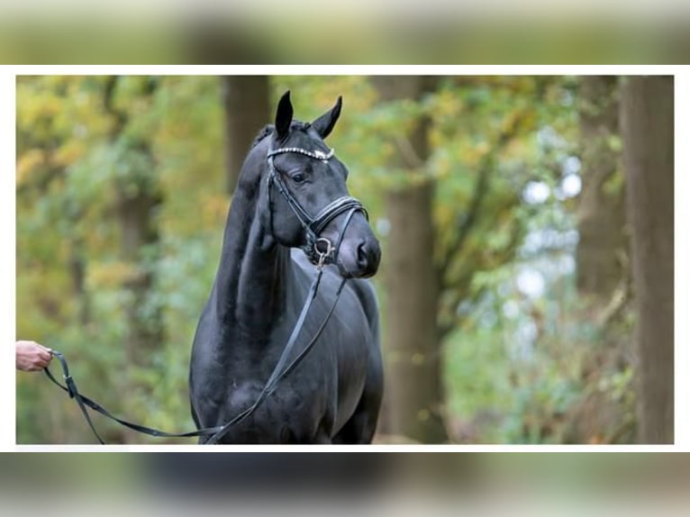 Oldenburg Gelding 3 years 16,1 hh Black in Herbstein