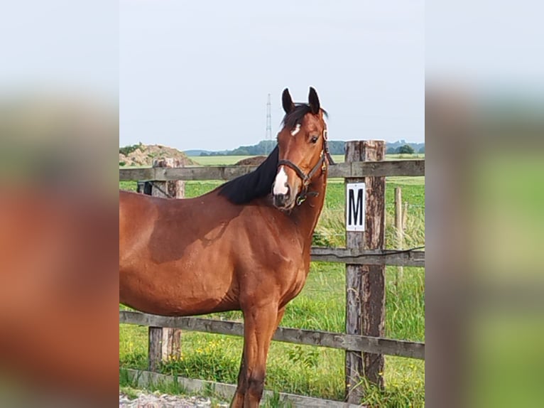Oldenburg Gelding 3 years 16.1 hh Brown in Belgique
