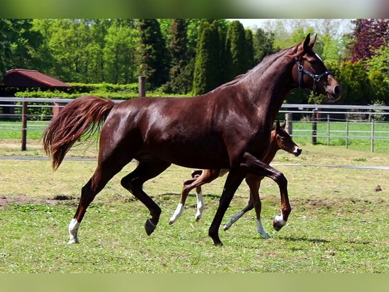 Oldenburg Gelding 3 years 16,1 hh Brown in Bramsche