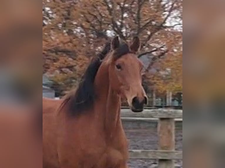 Oldenburg Gelding 3 years 16.1 hh Brown in Damme