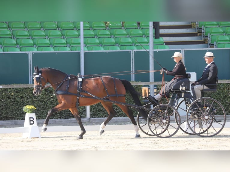 Oldenburg Gelding 3 years 16,1 hh Brown in Herbstein