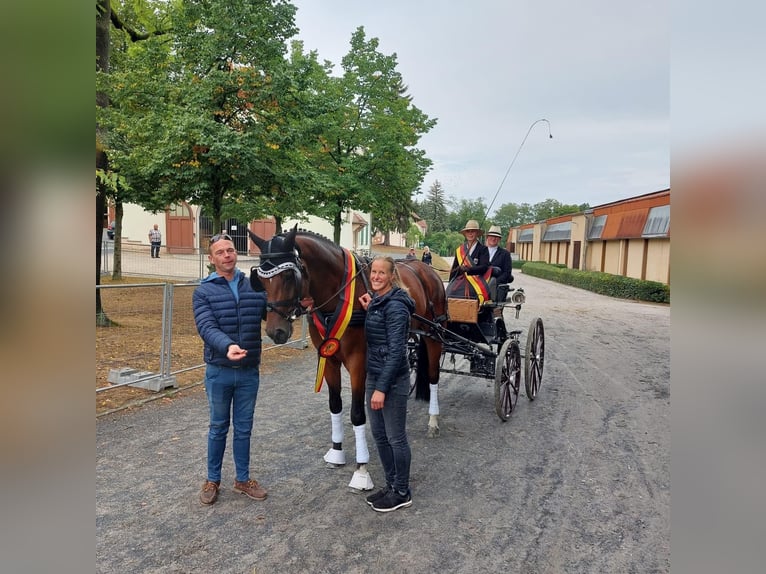 Oldenburg Gelding 3 years 16,1 hh Brown in Herbstein