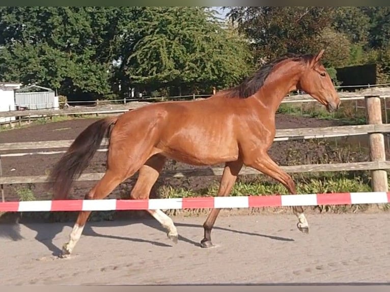 Oldenburg Gelding 3 years 16.1 hh Brown in Damme