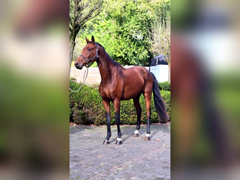 Oldenburg Gelding 3 years 16.1 hh Brown in Warendorf
