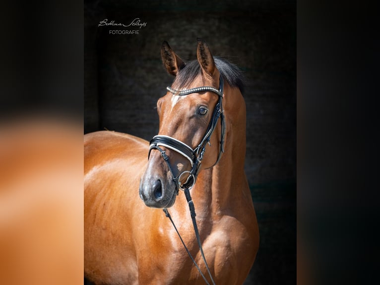 Oldenburg Gelding 3 years 16,1 hh Brown in Herbstein