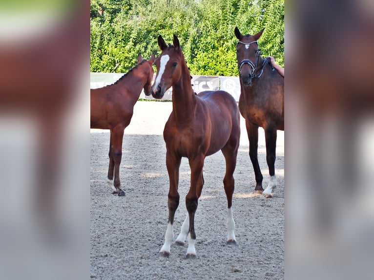 Oldenburg Gelding 3 years 16,1 hh Brown in Bramsche