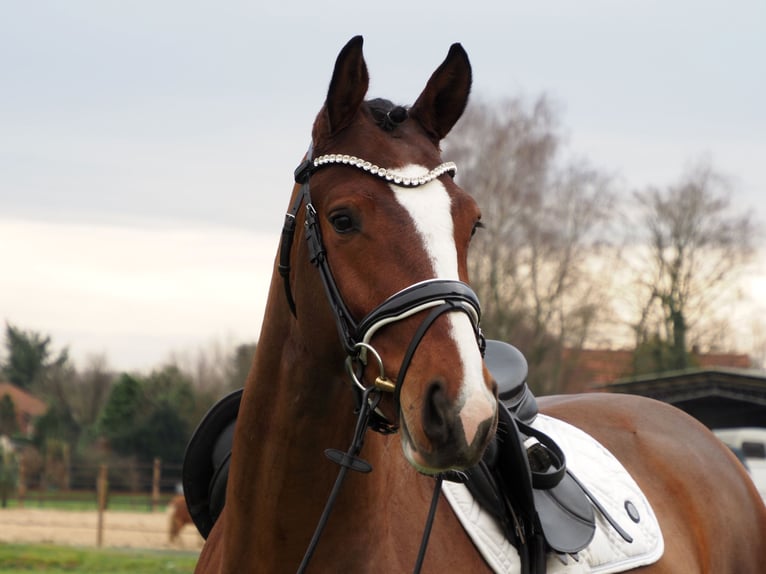 Oldenburg Gelding 3 years 16,1 hh Brown in Bramsche