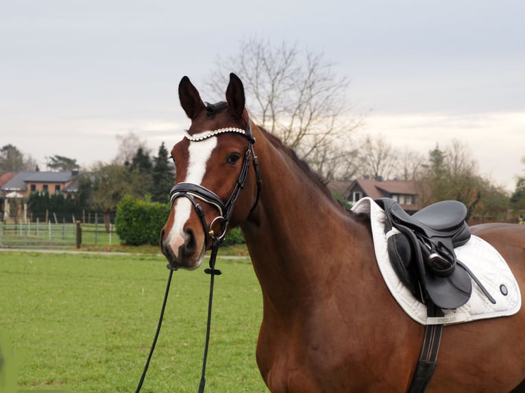 Oldenburg Gelding 3 years 16,1 hh Brown in Bramsche