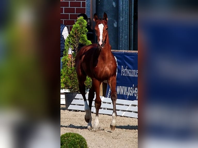 Oldenburg Gelding 3 years 16,1 hh Brown in Bramsche