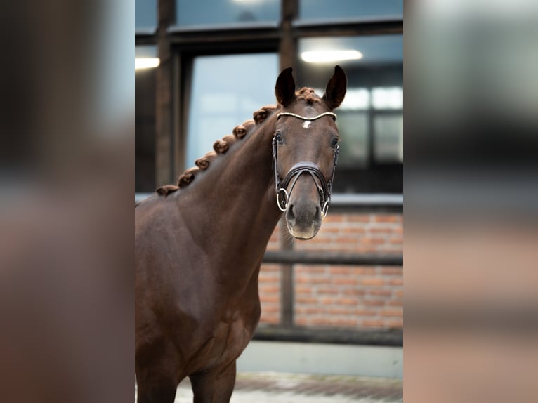 Oldenburg Gelding 3 years 16.1 hh Chestnut in Heidesheim am Rhein