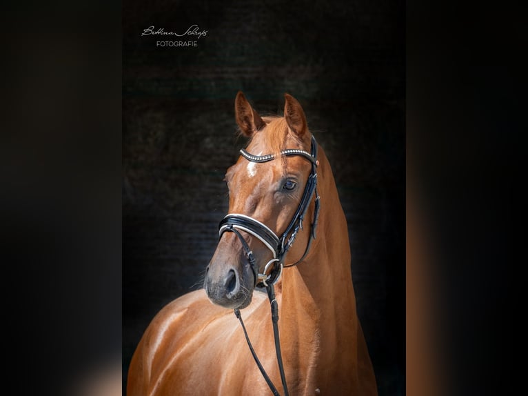 Oldenburg Gelding 3 years 16,1 hh Chestnut-Red in Herbstein