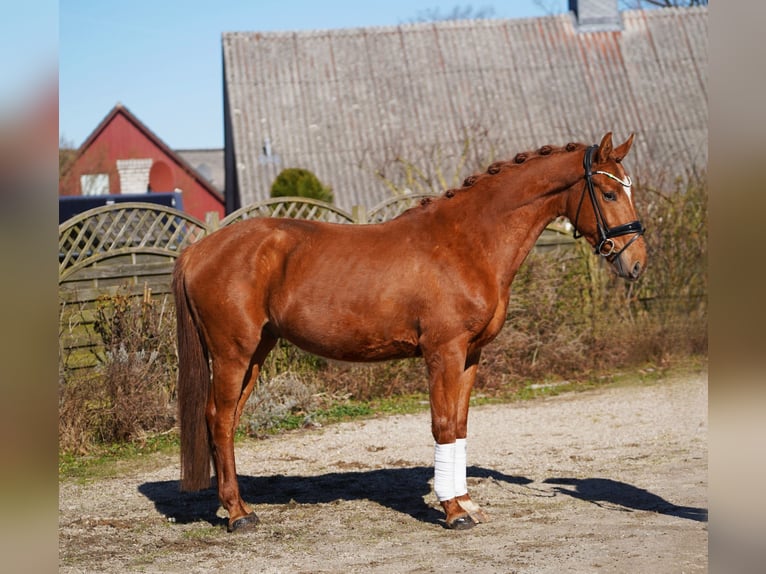 Oldenburg Gelding 3 years 16.1 hh Chestnut-Red in Hohenfelde