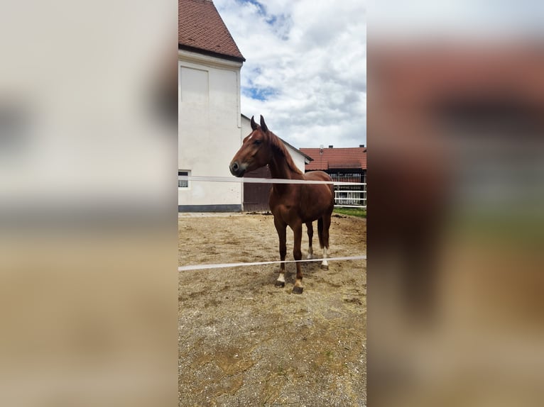 Oldenburg Gelding 3 years 16.1 hh Chestnut-Red in Neusäß