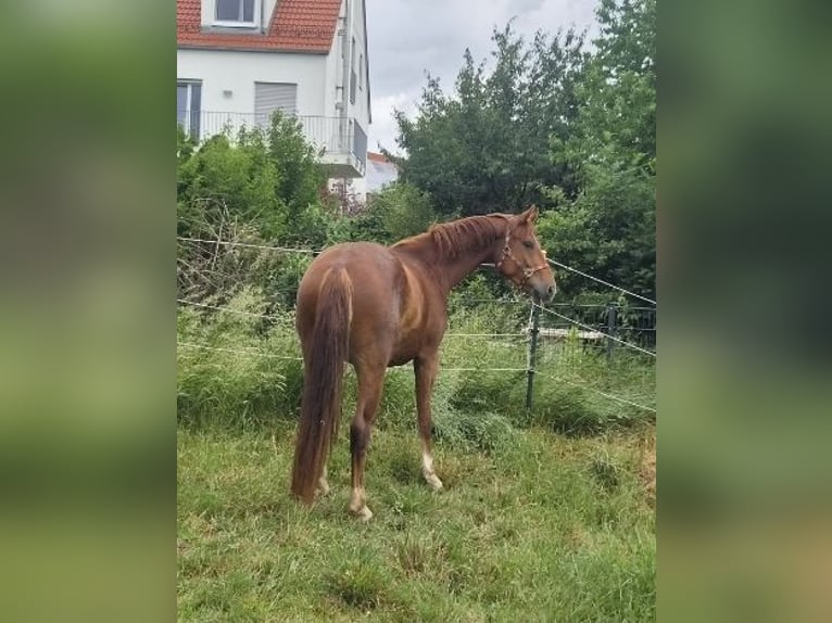 Oldenburg Gelding 3 years 16.1 hh Chestnut-Red in Neusäß