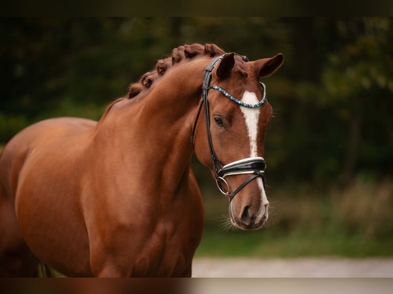 Oldenburg Gelding 3 years 16,1 hh Chestnut-Red in Wehringen