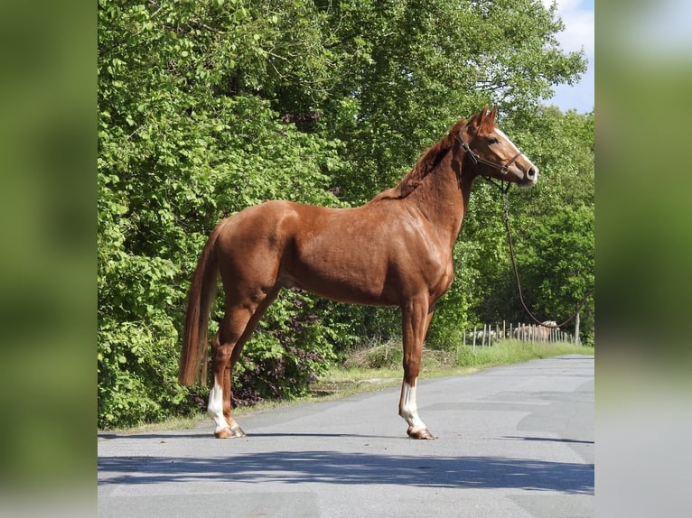 Oldenburg Gelding 3 years 16.1 hh Chestnut-Red in Verl