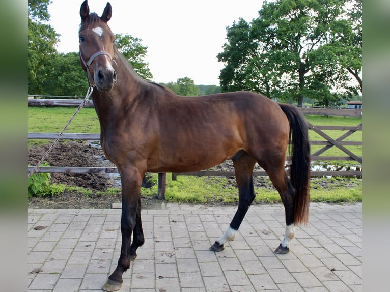 Oldenburg Gelding 3 years 16.1 hh  in Döhlen