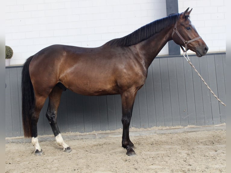 Oldenburg Gelding 3 years 16.1 hh  in Döhlen