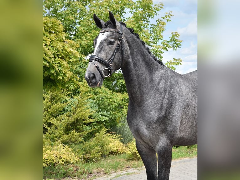 Oldenburg Gelding 3 years 16,1 hh Gray-Blue-Tan in Wysin