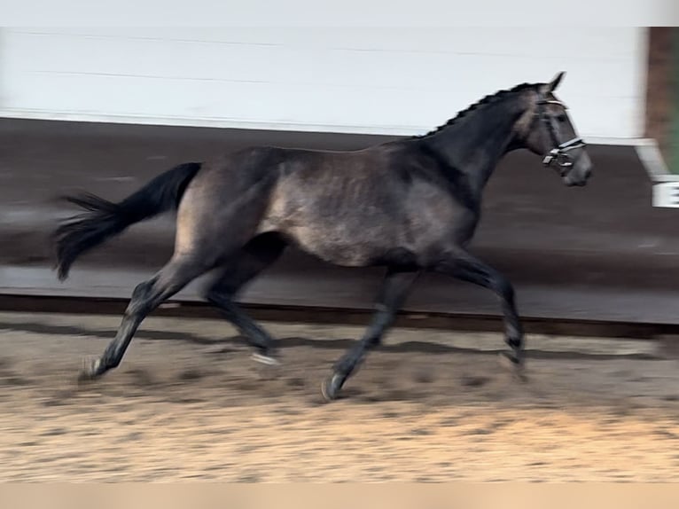 Oldenburg Gelding 3 years 16,1 hh Gray-Dark-Tan in Bramsche