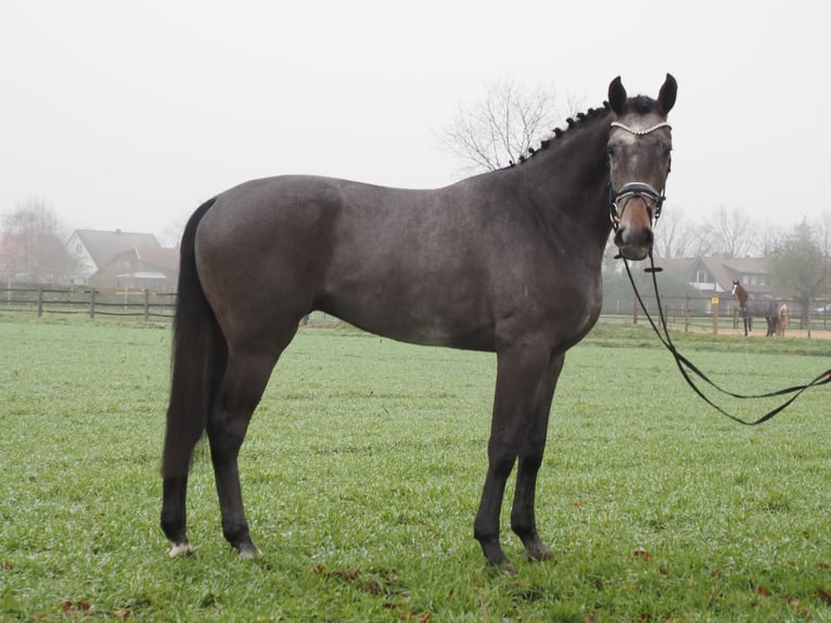 Oldenburg Gelding 3 years 16,1 hh Gray-Dark-Tan in Bramsche