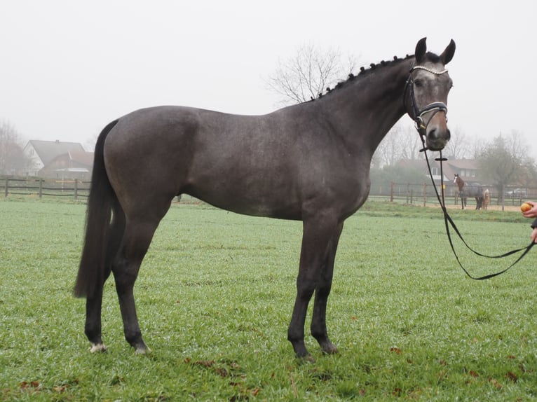 Oldenburg Gelding 3 years 16,1 hh Gray-Dark-Tan in Bramsche