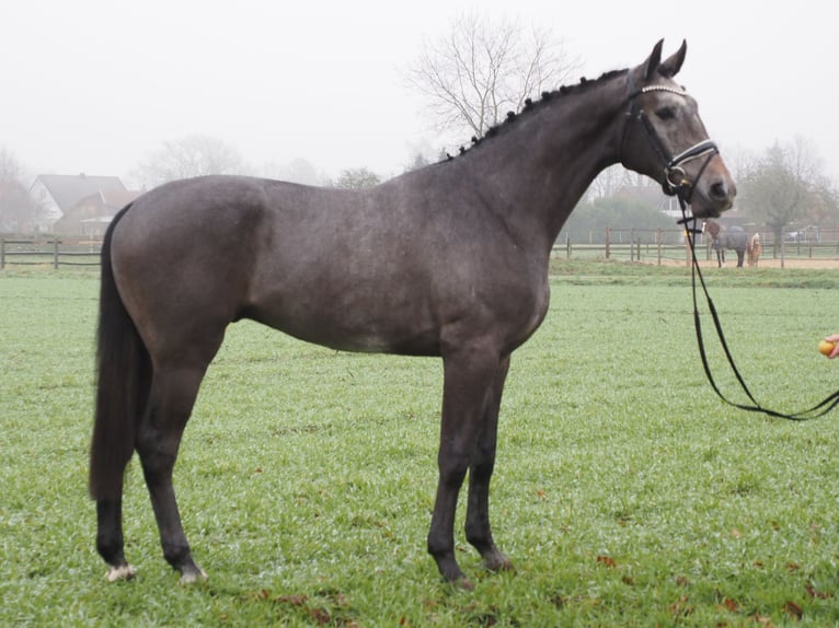 Oldenburg Gelding 3 years 16,1 hh Gray-Dark-Tan in Bramsche