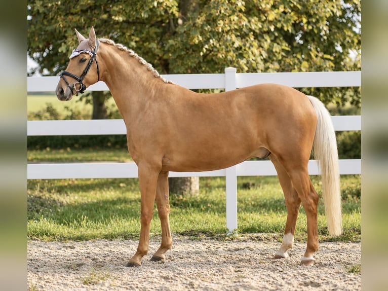 Oldenburg Gelding 3 years 16.1 hh Palomino in Krummhörn