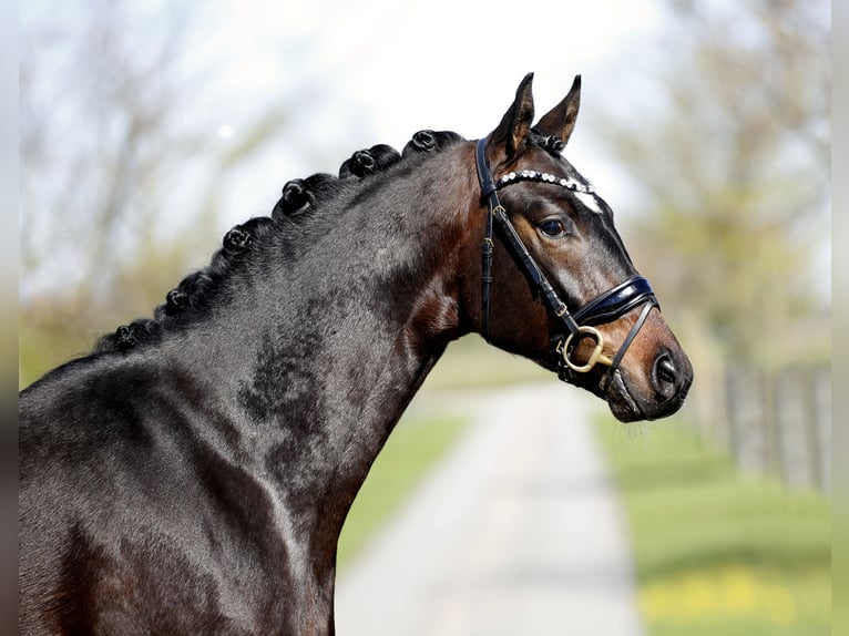 Oldenburg Gelding 3 years 16.1 hh Smoky-Black in Diepholz