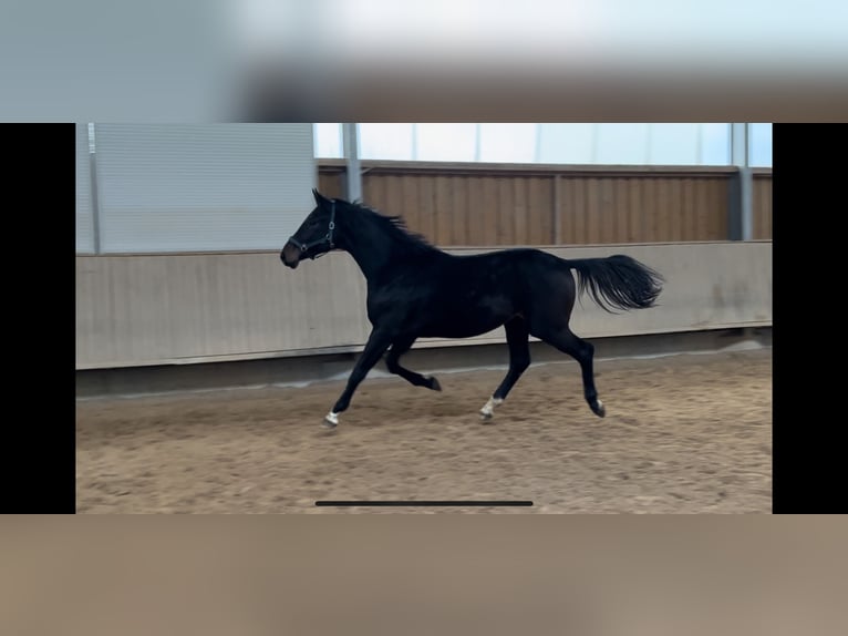 Oldenburg Gelding 3 years 16,1 hh Smoky-Black in Wettringen