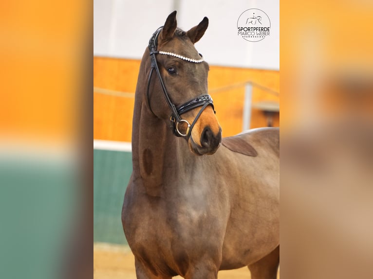 Oldenburg Gelding 3 years 16,2 hh Bay-Dark in Bad Zwischenahn