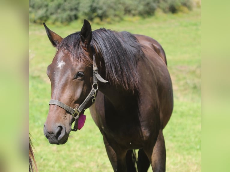 Oldenburg Gelding 3 years 16,2 hh Bay-Dark in GROTE-BROGEL