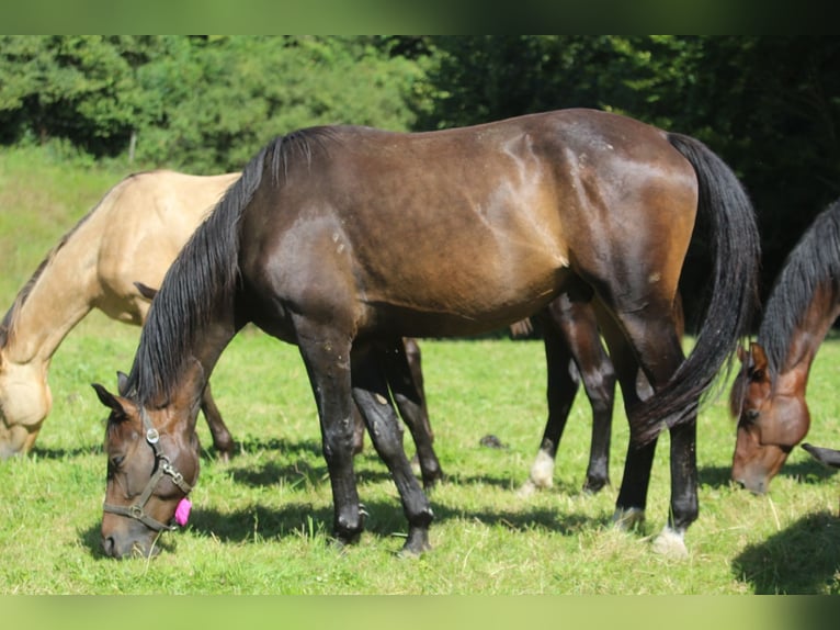 Oldenburg Gelding 3 years 16,2 hh Bay-Dark in GROTE-BROGEL