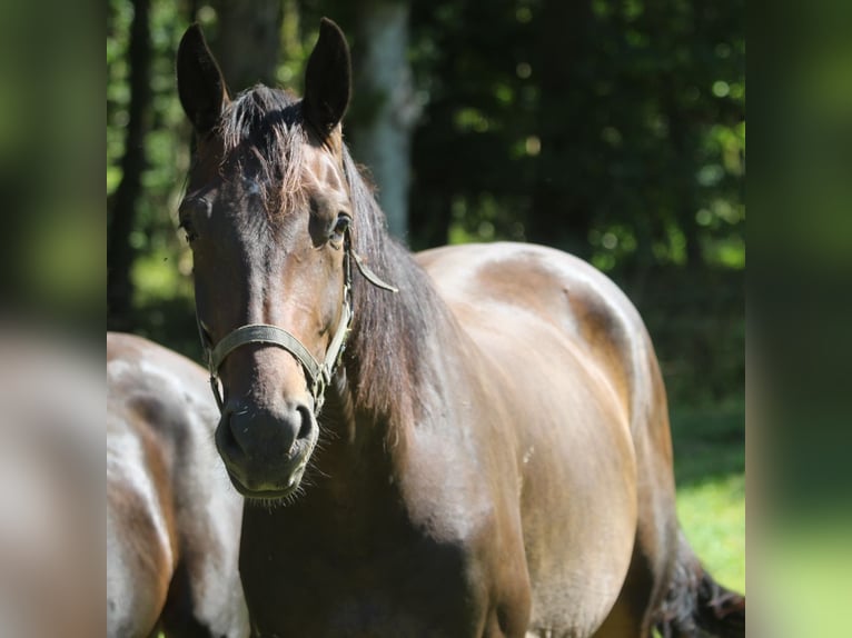 Oldenburg Gelding 3 years 16,2 hh Bay-Dark in GROTE-BROGEL