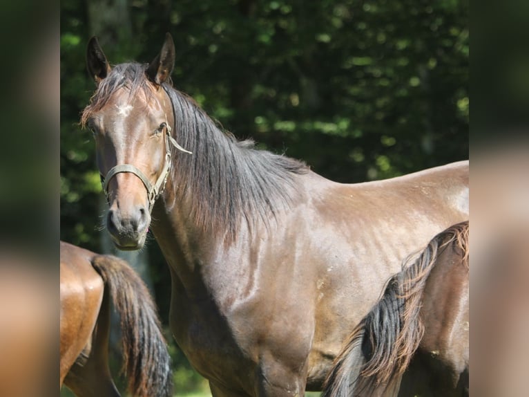 Oldenburg Gelding 3 years 16,2 hh Bay-Dark in GROTE-BROGEL