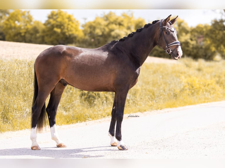 Oldenburg Gelding 3 years 16.2 hh Bay-Dark in Lehrberg