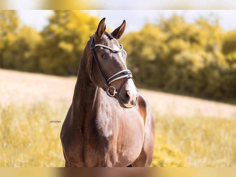 Oldenburg Gelding 3 years 16.2 hh Bay-Dark in Lehrberg