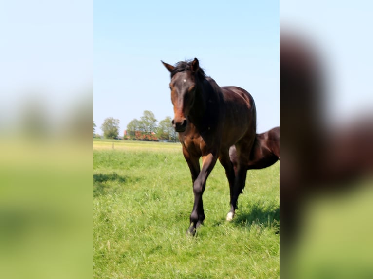 Oldenburg Gelding 3 years 16,2 hh Bay-Dark in Dornumersiel