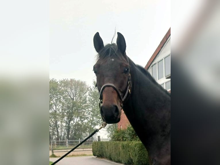 Oldenburg Gelding 3 years 16,2 hh Bay-Dark in Dornumersiel