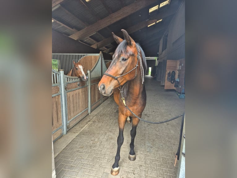 Oldenburg Gelding 3 years 16.2 hh Bay-Dark in Baden
