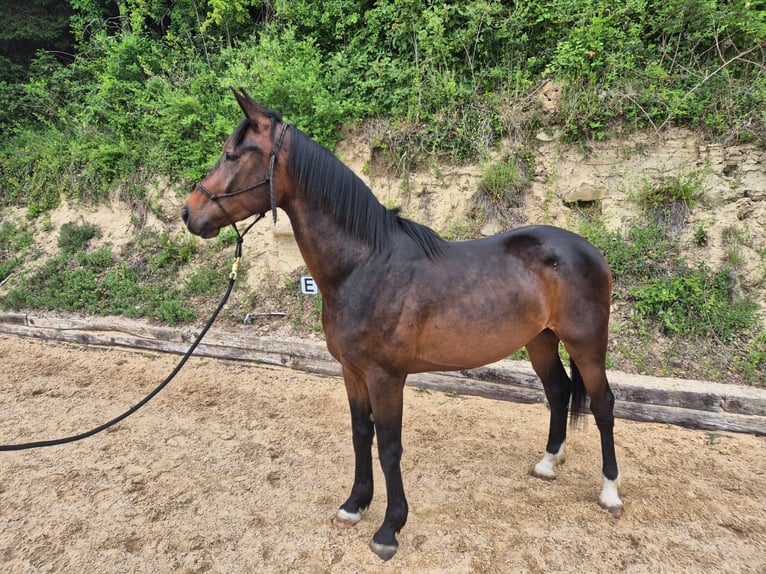 Oldenburg Gelding 3 years 16.2 hh Bay-Dark in Baden