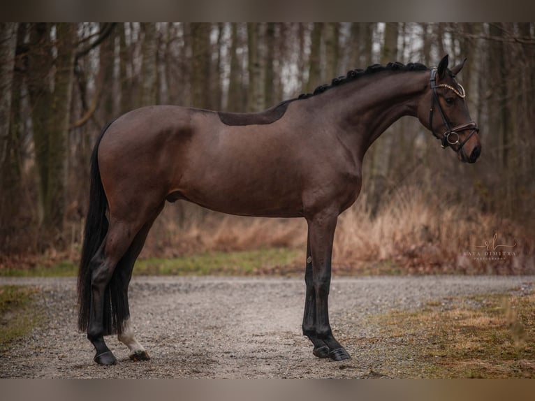 Oldenburg Gelding 3 years 16,2 hh Bay-Dark in Wehringen