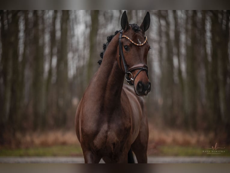 Oldenburg Gelding 3 years 16,2 hh Bay-Dark in Wehringen