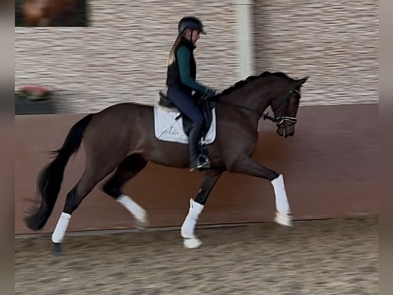 Oldenburg Gelding 3 years 16,2 hh Bay-Dark in Wehringen