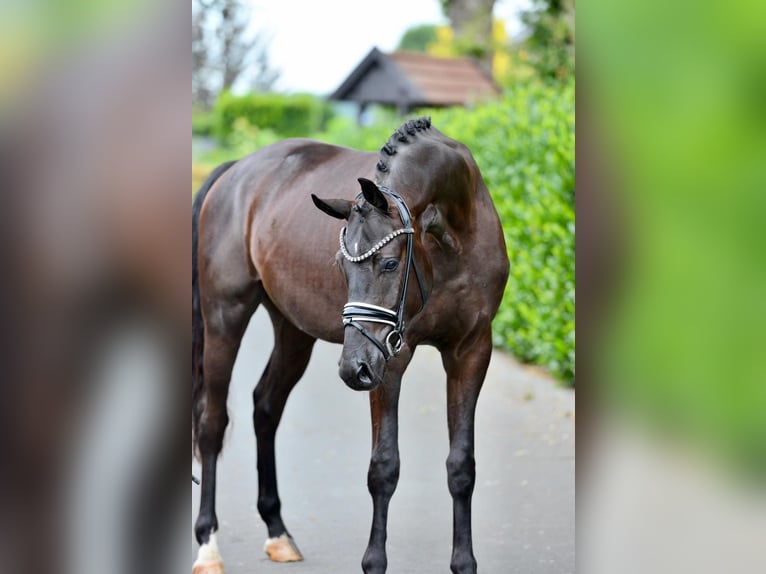 Oldenburg Gelding 3 years 16.2 hh Black in Hude (Oldenburg)