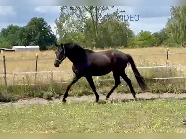 Oldenburg Gelding 3 years 16.2 hh Black in Stahnsdorf