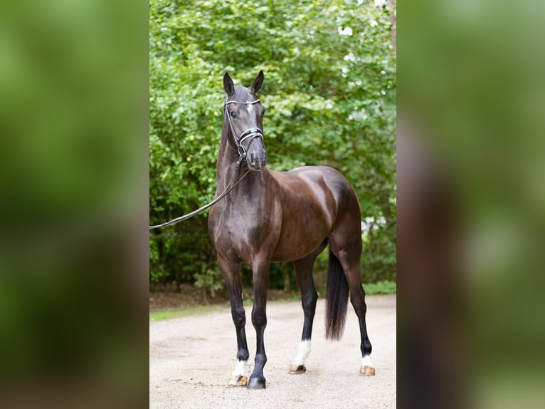 Oldenburg Gelding 3 years 16.2 hh Black in Lohne (Oldenburg)