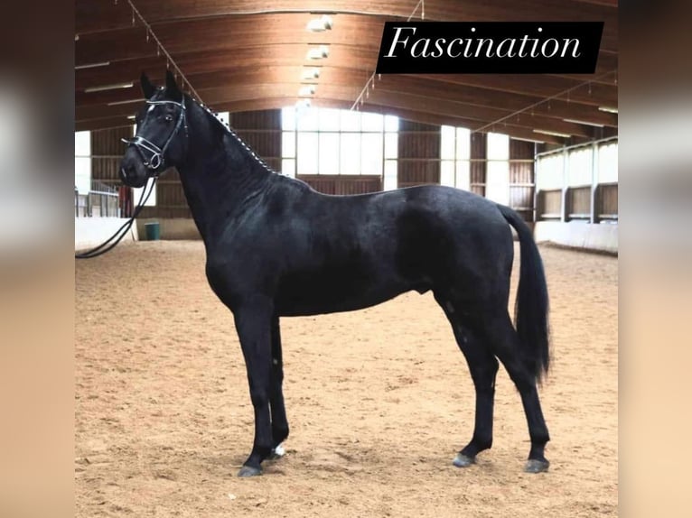 Oldenburg Gelding 3 years 16,2 hh Black in Pöllau